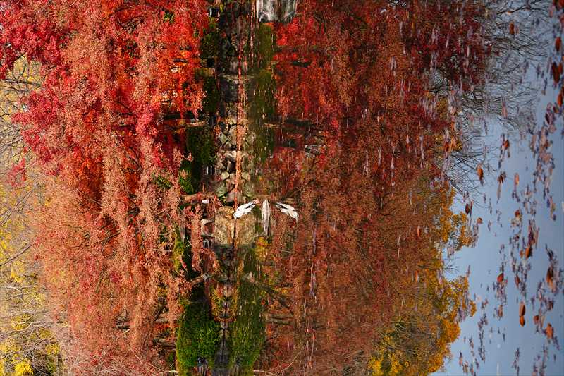 1147_洛中 東寺_京都