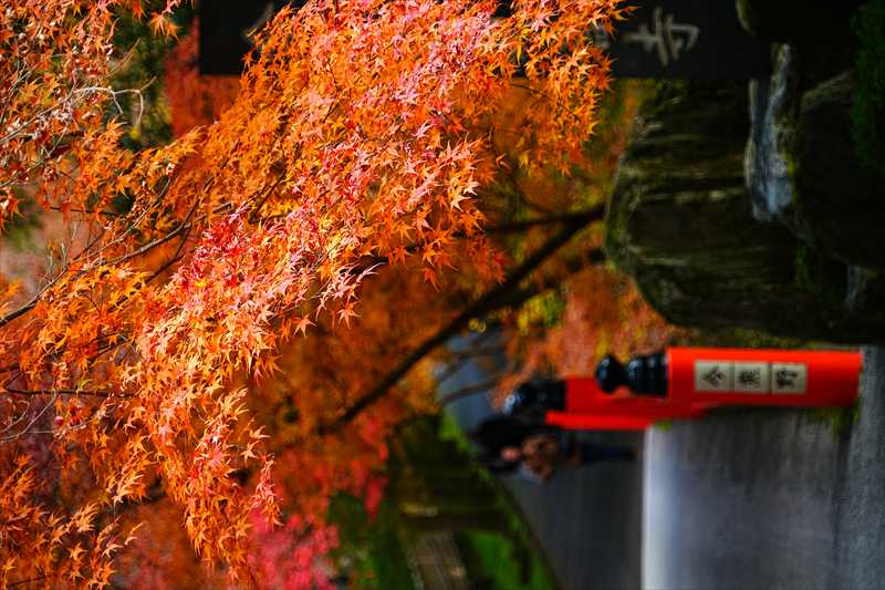 1072_洛東 今熊野観音寺_京都