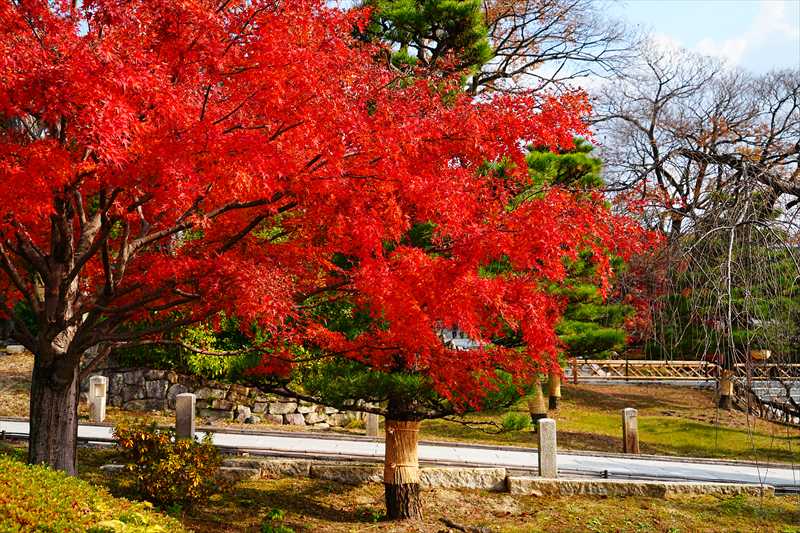 1045_洛東 智積院_京都