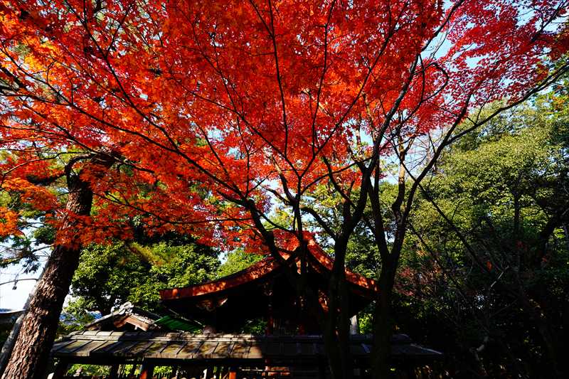 1159_洛東 大谷本廟_京都