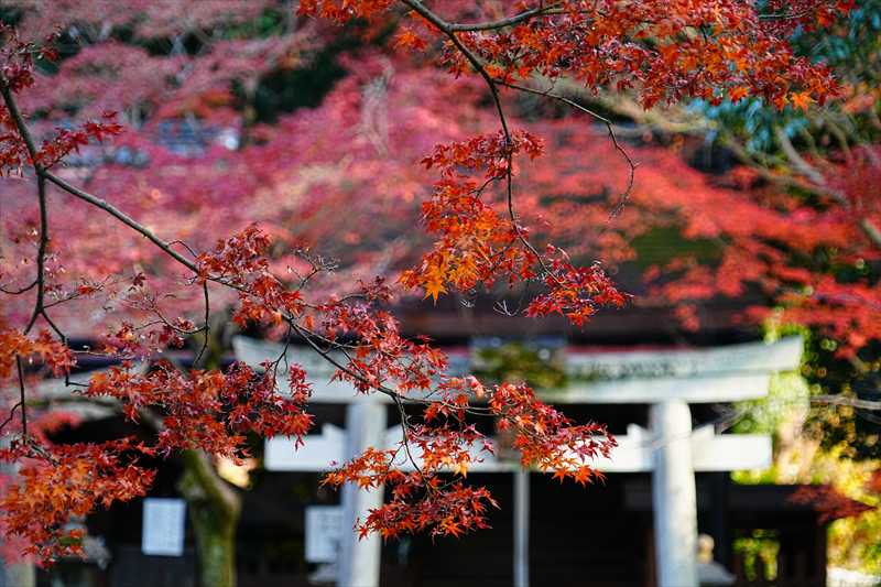 1160_洛東 大谷本廟_京都