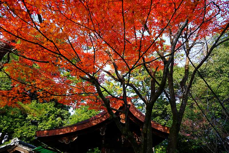 1163_洛東 大谷本廟_京都