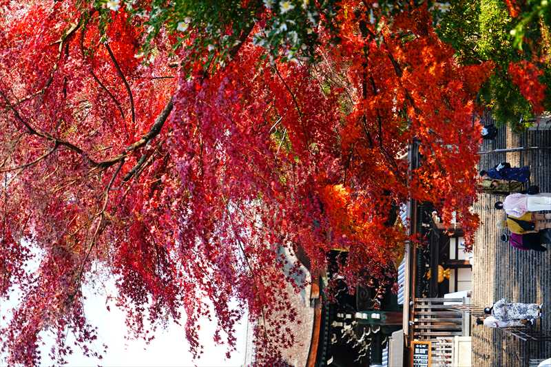 1164_洛東 大谷本廟_京都