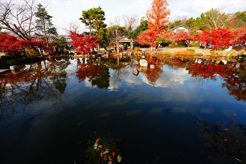 1253_洛東 円山公園ひょうたん池_京都