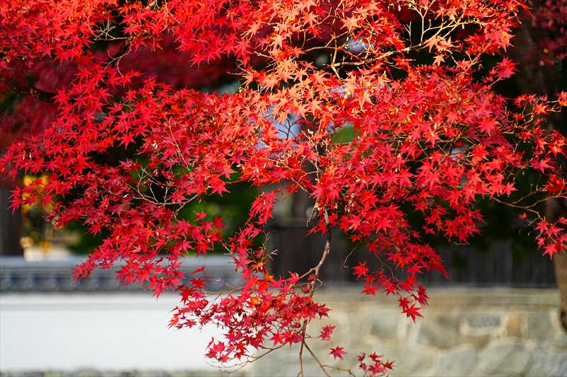 1010_洛東 南禅寺_京都